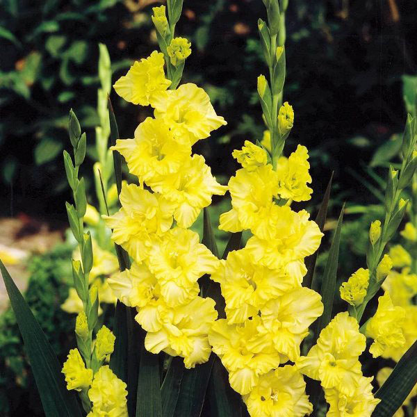 Минивитрина Гладиолус Джестер Голд (100 шт)