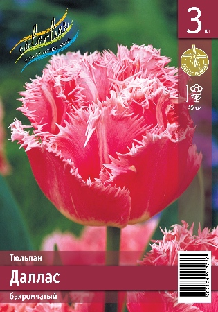 Тюльпан ЭКОНОМ-СЕРИЯ ДАЛЛАС (3 шт)