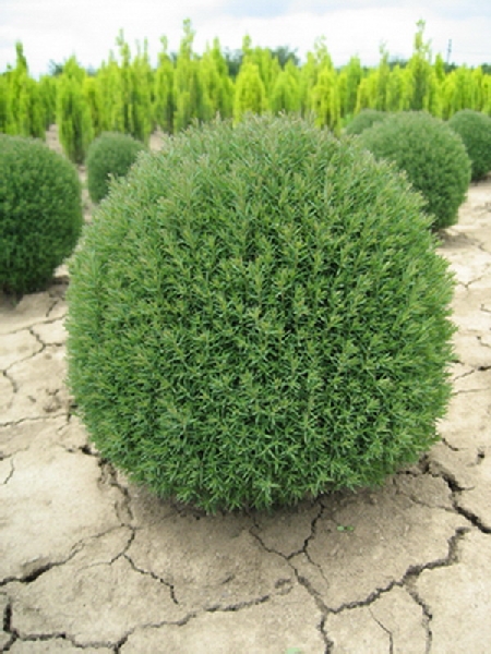 Туя западная Тедди C3 20-25cm
