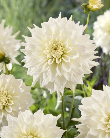 Георгин Титан Альбино (1 шт)