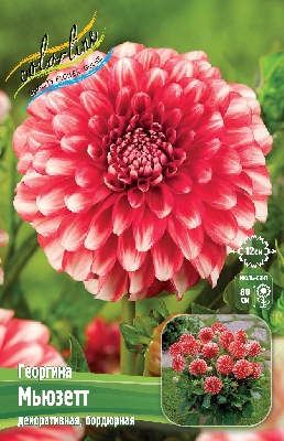 Георгин Мьюзетт (1 шт)