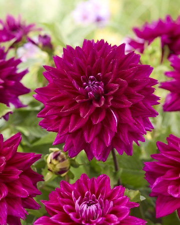 Георгин Фуксия Шарм (1 шт)