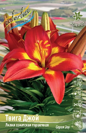 Лилия Фэншуй (7 шт)