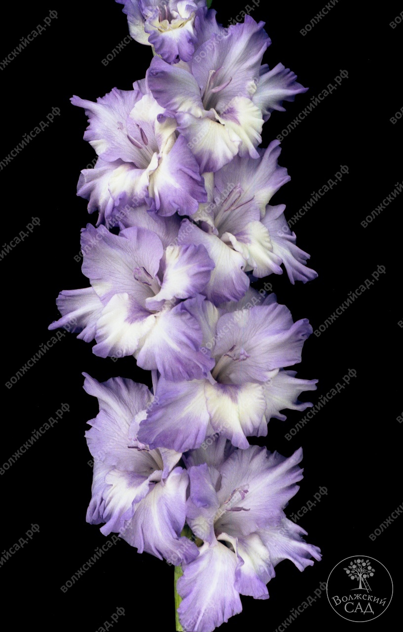 МАКСИ Гладиолус Модру Программ (15 шт)