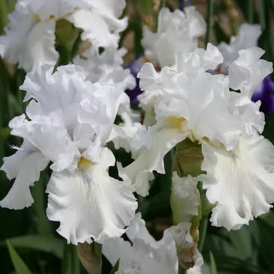 Ирис Бьянка (1 шт)