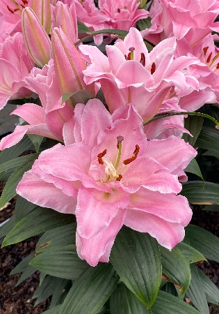 Лилия КОНАМАРА 16/18 (3 шт)