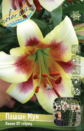 Лилия ПАШШН МУН 16/18 (3 шт)