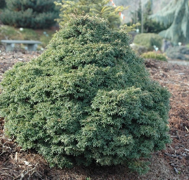 Тсуга канадская Литтл Ниндзя C4 25-30cm