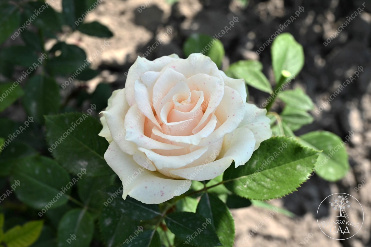 Роза Талея  (ч.-гибрид, белый)