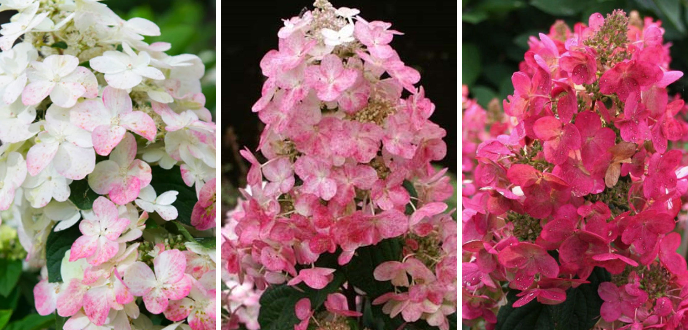 Гортензия Меджикал Файр (коробка) 20шт