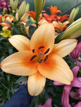 Лилия Напстер (5 шт)