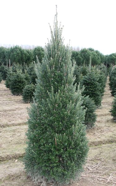 Пихта белая Пирамидалис