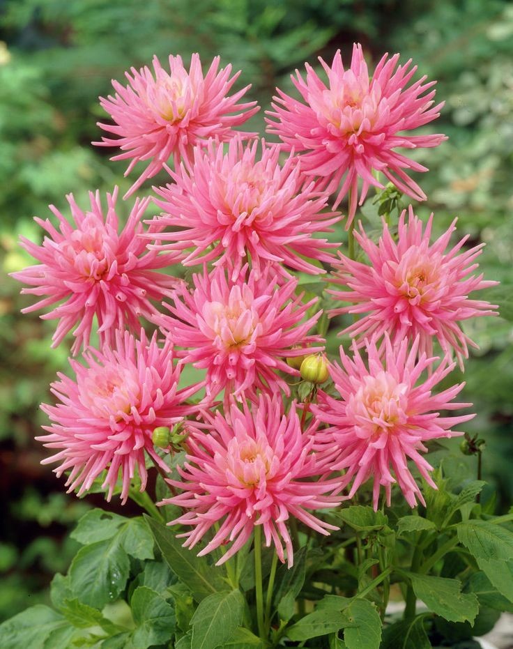 Георгин Парк Принцесс (1 шт)