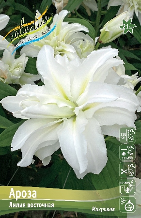 Лилия АРОЗА 16/18 (3 шт)