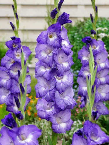 Гладиолус Нори (10 шт)