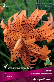 Лилия Флоре Плено (3 шт)