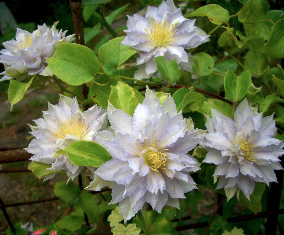 Минивитрина Клематис Дансинг Кинг