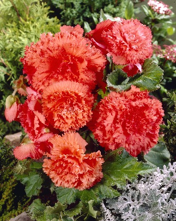 Бегония ЭКОНОМ-СЕРИЯ БАХРОМЧАТАЯ ЛОСОСЕВАЯ (1 шт)