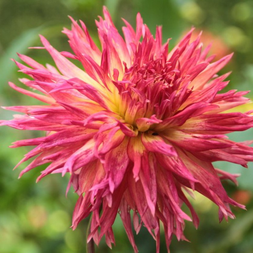 Георгин Аитара Браунвин