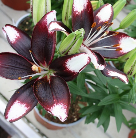 Лилия Тайни Хало (7 шт)