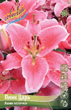 Лилия Пинк Царь (5 шт)