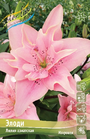 Лилия ЭЛОДИ 16/18 (3 шт)