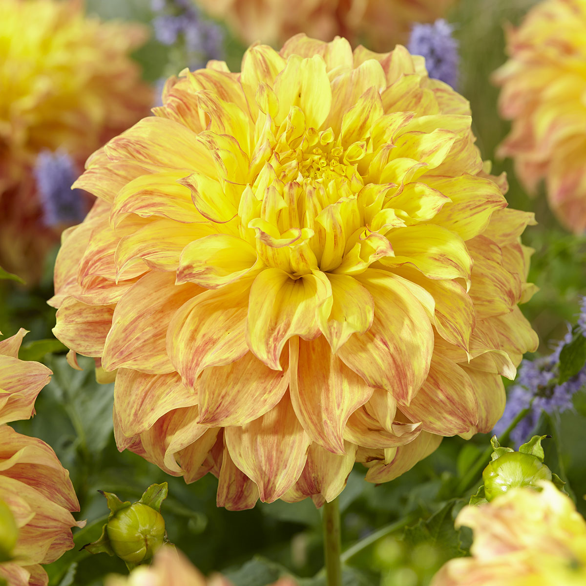 Георгин Эль Соль