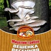 Грибы Вешенка Весенняя