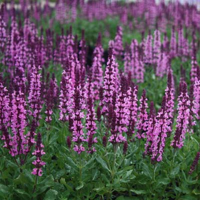 Сальвия дубравная (Шалфей) Нью Дименшн Роза (1)