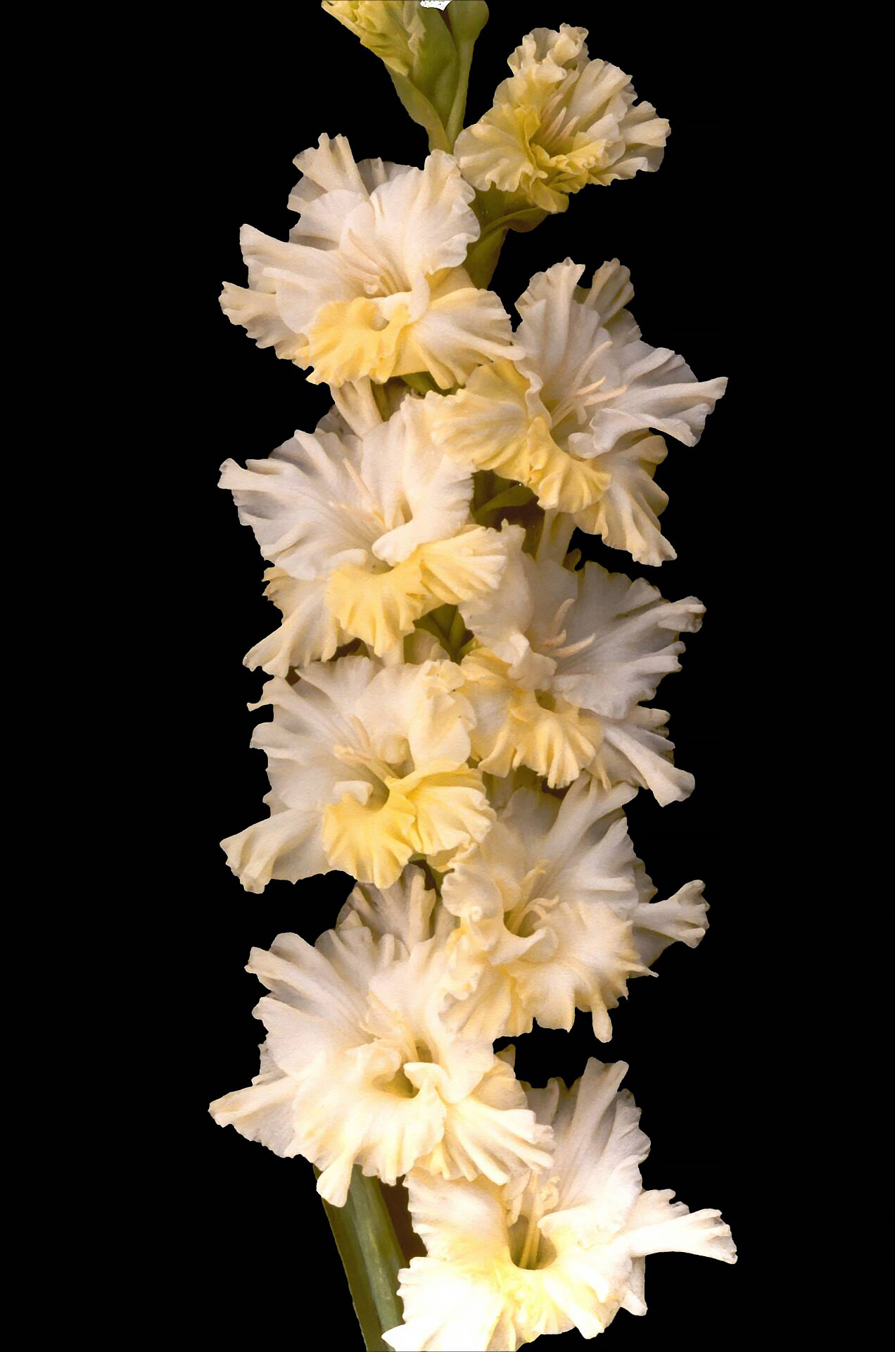 Гладиолус Сан Данс (Солнечный Танец) (7)