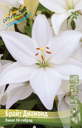 Лилия БРАЙТ ДИАМОНД 16/18 (3 шт)