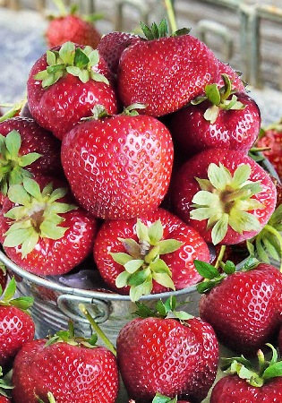 Земляника (Клубника) Федерика (5 шт)