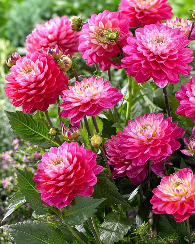 Минивитрина Георгин Мелоди Пинк Аллегро (15 шт)