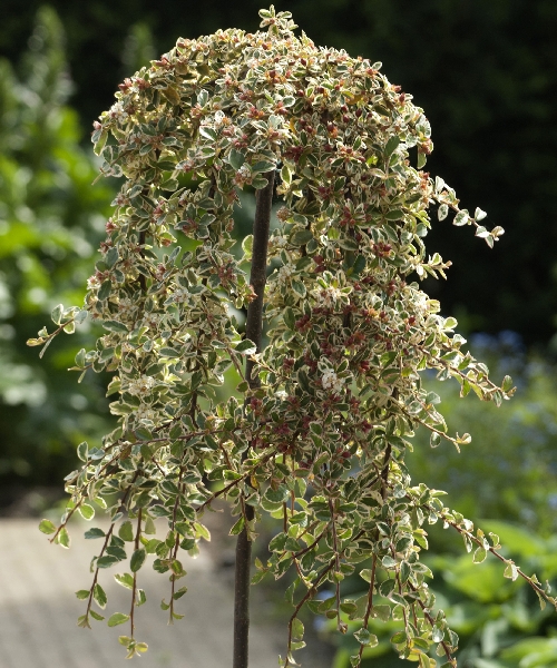 Кизильник Джульетт C5 штамб 40