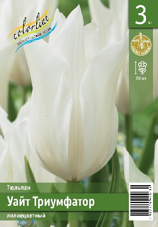 Тюльпан ЭКОНОМ-СЕРИЯ УАЙТ ТРИУМФАТОР (3 шт)