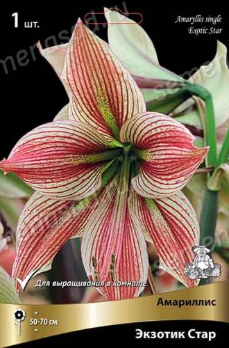 Амариллис Экзотик Стар (1 шт)
