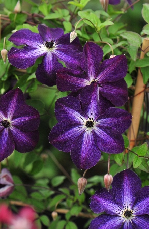 Клематис Найт Вейл (1 шт)