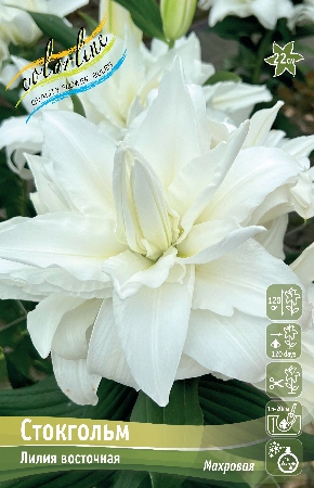 Лилия Стокгольм (5 шт)
