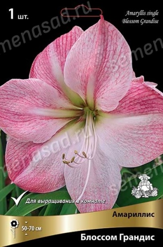 Амариллис Блоссом Грандис  (1 шт)