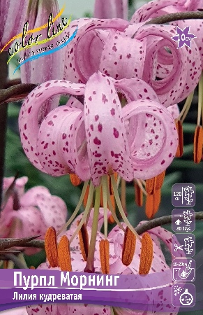 Лилия ЭКОНОМ-СЕРИЯ ПУРПЛ МОРНИНГ (1 шт)