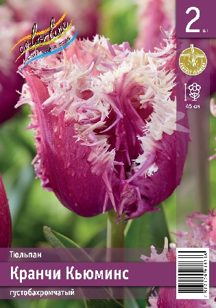 Тюльпан ЭКОНОМ-СЕРИЯ КРАНЧИ КЬЮМИНС (2 шт)
