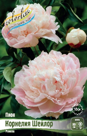 Пион Корнелия Шейлор (1 шт)