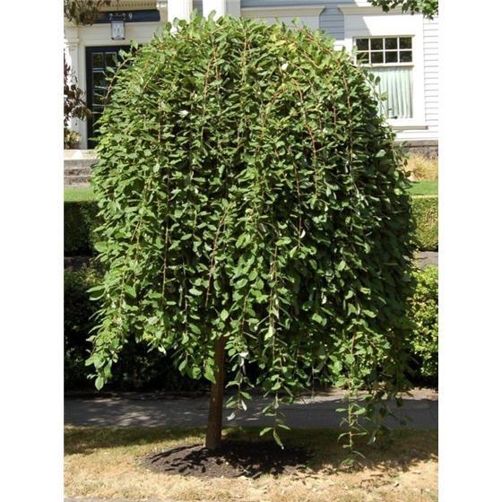 Ива Пендула C5 штамб 120