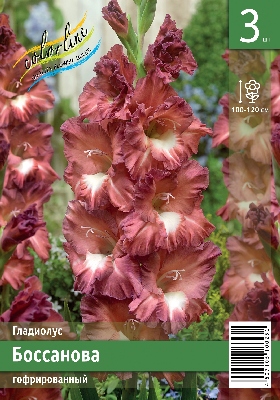 Гладиолус ЭКОНОМ-СЕРИЯ БОССАНОВА (3 шт)
