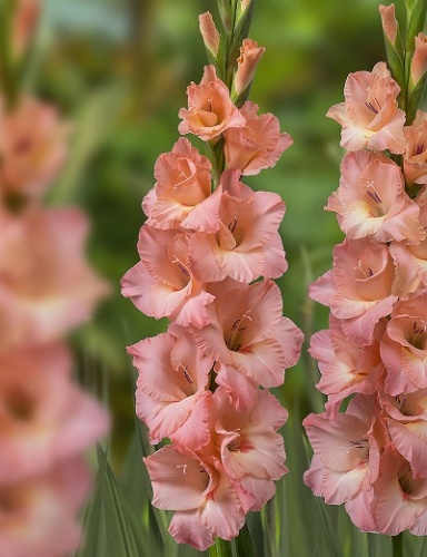 Гладиолус Сиси (10 шт)