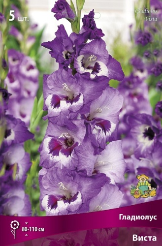 Гладиолус Виста (5 шт)