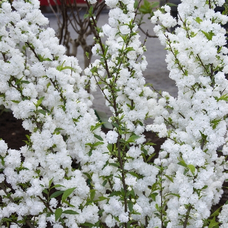 Спирея Сноумаунд C3