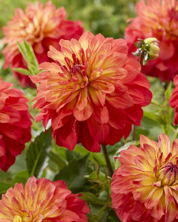 Георгин Титан Спектра (1 шт)