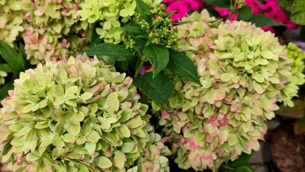 Гортензия Бии Грин ОКС, 40-50см штамб