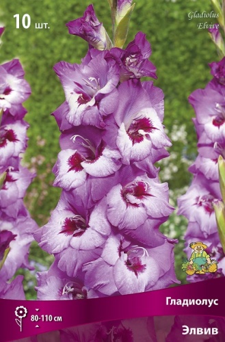 Гладиолус Элвив (10 шт)